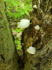 Lentinellus