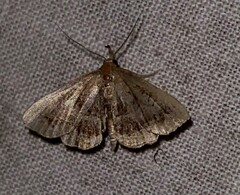 Phalaenostola larentioides