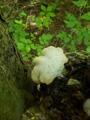 Lentinellus