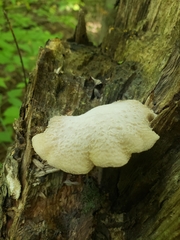 Lentinellus