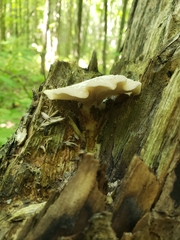 Lentinellus