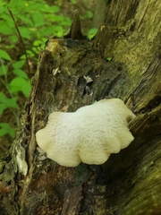 Lentinellus