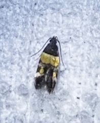 Triclonella determinatella