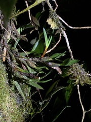 Maxillaria
