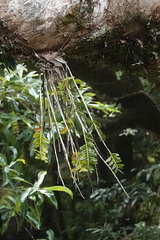 Podochilus australiensis