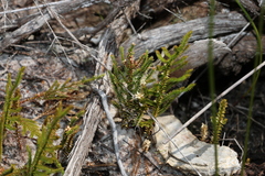 Selaginella uliginosa