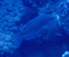 Oxycheilinus digramma