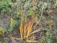 Hemerocallis minor