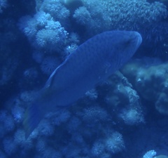 Oxycheilinus digramma