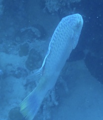 Oxycheilinus digramma