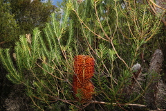 Banksia ericifolia