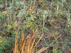 Hemerocallis minor