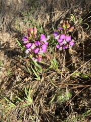 Polygala bracteolata