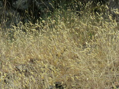 Anthoxanthum odoratum