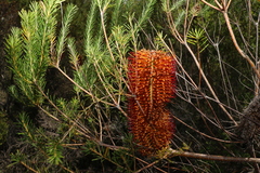 Banksia ericifolia