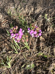 Polygala bracteolata