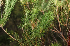 Banksia ericifolia