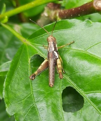 Pirithoicus ophthalmicus