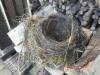 Turdus merula