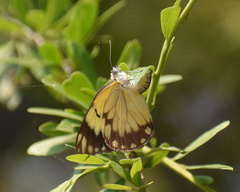 Belenois creona severina