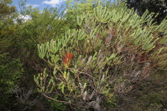 Banksia ericifolia