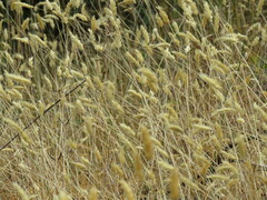 Anthoxanthum odoratum