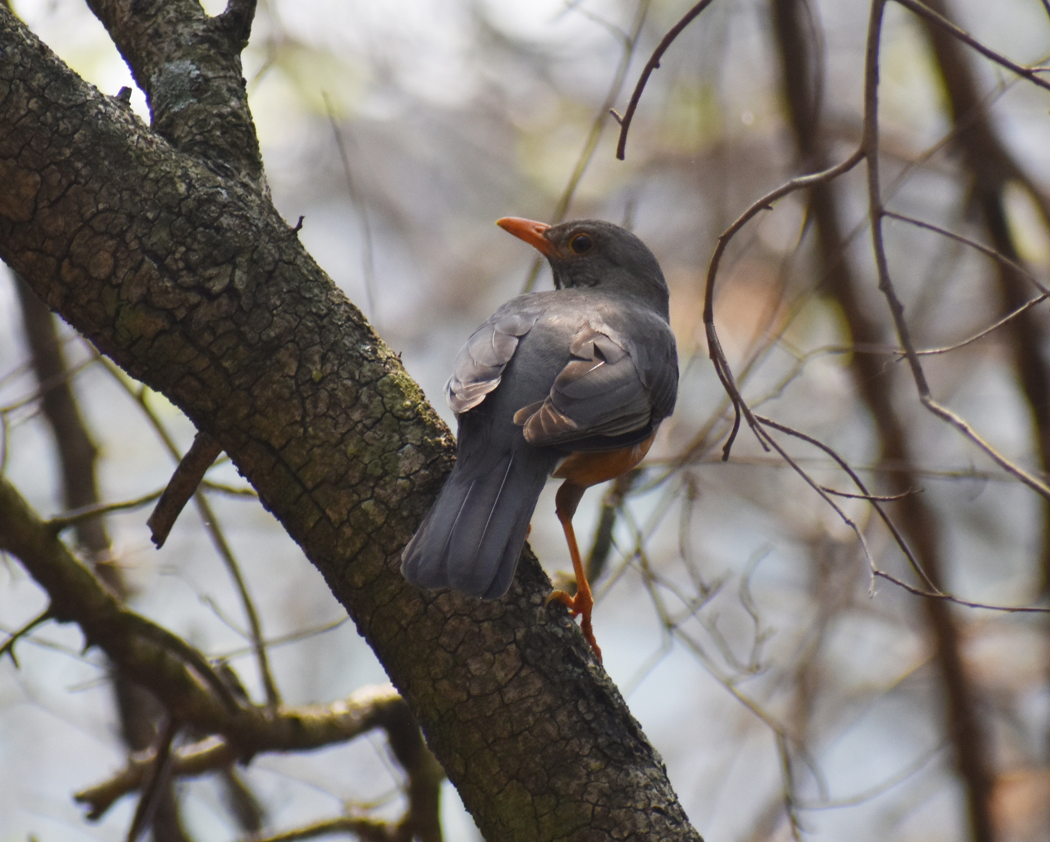 Kurrichane Thrush (Turdus libonyana)