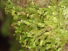 Lophocolea muricata