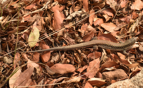 Spotted Sandveld Lizard, Nucras intertexta