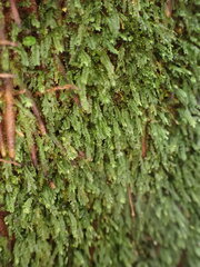 Calomnion complanatum