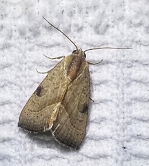 Galgula partita