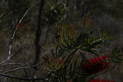 Melaleuca pachyphylla