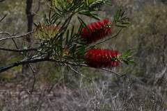 Melaleuca pachyphylla