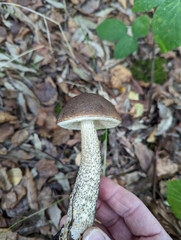 Leccinum scabrum