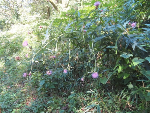 Cirsium oligophyllum iNat (2)