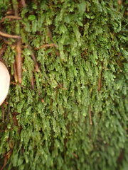 Calomnion complanatum