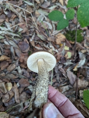 Leccinum scabrum