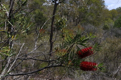 Melaleuca pachyphylla