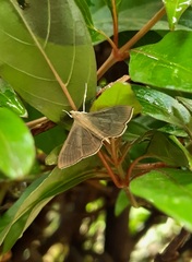 Poliobotys ablactalis