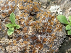 Clavascidium lacinulatum