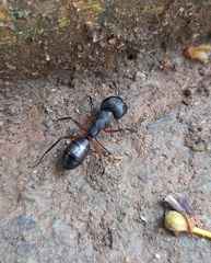 Camponotus compressus