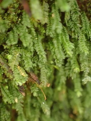 Calomnion complanatum