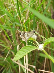 Spialia galba