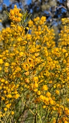 Senna artemisioides