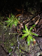 Eriocaulaceae