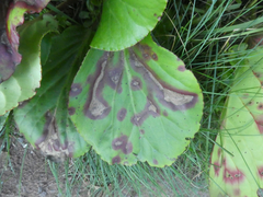 Acidia cognata