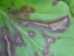 Acidia cognata