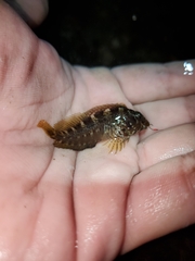 Hypleurochilus geminatus