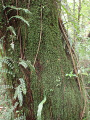Calomnion complanatum