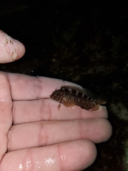 Hypleurochilus geminatus